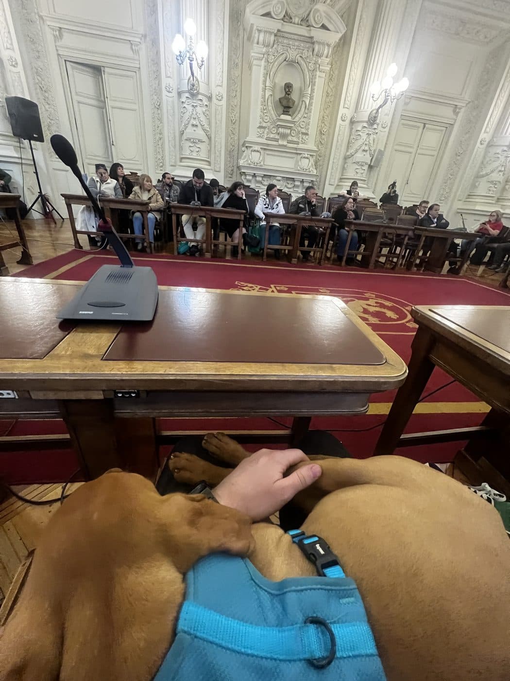 El perro echado a los pies de Santiago Mekis durante una sesión del Concejo Municipal